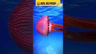 बॉक्स जेलीफ़िश Box Jellyfish इसकी लंबी डंकने वाली शाखाएं ज़हरीली होती हैं  fish facts ytshorts [upl. by Orpah]