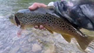 Early Morning Creek Fishing For Trout Bushkill Creek Pa [upl. by Apur]