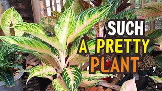 Chinese Evergreen Propagation and Care Tips aglaonema pink sunset aglaonema [upl. by Nirhtak205]