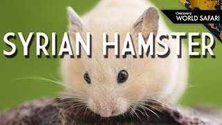 A Single Year for a Syrian Hamster is like 25 Human Years [upl. by Grishilda346]