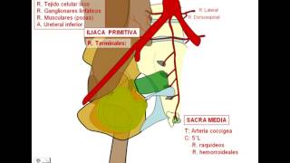 Irrigación de pelvis 1 [upl. by Groot]