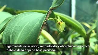 Lepanthes nicolasii [upl. by Akinar208]