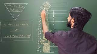 How to draw Alimentary canal of Earthworm  NEETaspirants  Ncert  Dr Vaibhav Awasthi  Yo Yoo Bio [upl. by Akinorev217]