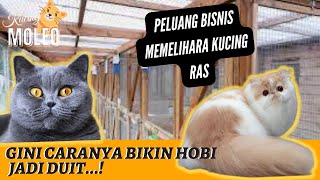 Peluang Bisnis Memelihara Kucing RAS Persia British Shorthair di Rumah [upl. by Pownall]