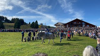 Kuhrennen 2023 Alpchäsmarkt Flumserberg cows kuhrennen kuh racing racinggames switzerland [upl. by Adniram]