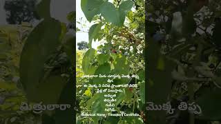 Our Medicinal Plants  మన ఔషదపు మొక్కలు  Tinospora Cordifolia [upl. by Dupre504]