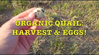 Organic Quail 4 Harvest amp EGGS [upl. by Tibbs]