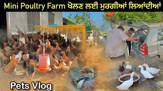 Mini Poultry Farm ਖੋਲਣ ਲਈ ਮੁਰਗੀਆਂ ਲਿਆਂਦੀਆਂ ਆਪਾਂ ❤️ Laila Majnu ਚਲੇ ਗਏ 🦆  poultry [upl. by Gurtner]