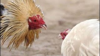 CRIANZA DE GALLOS FINOS DE PELEA TRUJILLO PERU [upl. by Ahsinyar42]