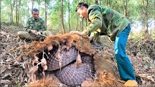 The terrifying moments of 2 hunters when confronting a giant king cobra in the acacia forest [upl. by Haley]