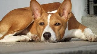 Basenji [upl. by Geoff911]