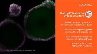 Corning Matrigel® Matrix® for Organoid Culture Dome Method Protocol [upl. by Titos]