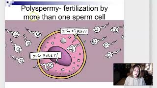 Week 3 Lecture Part 1 Fertilization and Implantation [upl. by Leksehc]