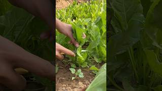 Harvesting palak \ spinach at home kitchen garden shorts palak spinach harvesting gardening [upl. by Klehm]