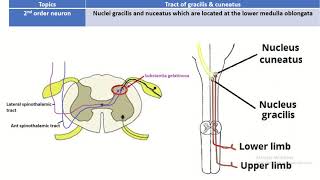 Journey through the Dorsal Column Tract of Gracilis and Cuneatus Explained [upl. by Bernat]