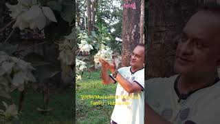 মুসেন্ডাMussaenda frondosaFamily  Rubiaceae plants gardening trees botany lifecraftiqbal [upl. by Katusha]