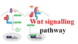 Wnt signaling pathway [upl. by Butterworth]