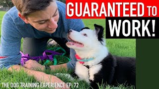 The Complete Guide to Potty Training Your Puppy [upl. by Tomkiel768]