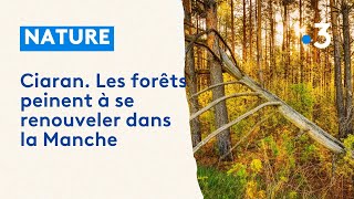 Ciaran Les forêts peinent à se renouveler dans la Manche [upl. by Locin7]