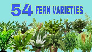 54 FERN VARIETIES [upl. by Anai]