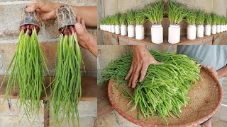 Tips for growing onions in plastic cups easily  Grow quickly [upl. by Ody]