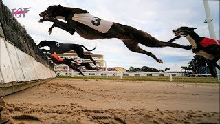 Greyhounds  Hurdle Racing [upl. by Ileana]