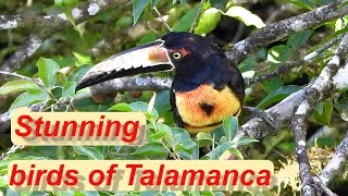 Fascinating tropical birds in Talamanca Costa Rica  Insights into the birdlife of the rainforest [upl. by Sunny]