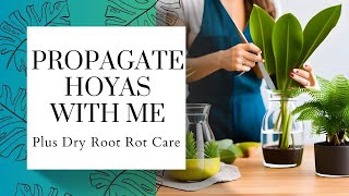 Propagate Hoyas With Me Pon Stratum Dry Root Rot and More [upl. by Winny701]