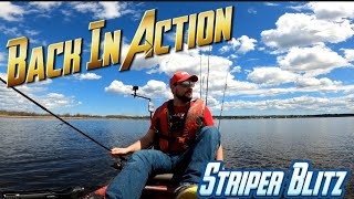 Back In Action Chasing Stripe Bass on the Miramichi River [upl. by Gamages]