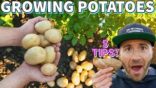 These 5 SIMPLE Tips Will GUARANTEE You More Potatoes [upl. by Maryanna]