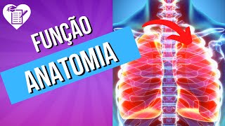 Sistema Respiratório  Anatomia e função [upl. by Abert100]