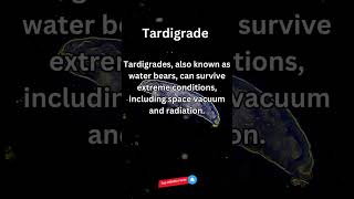 Amazing Tardigrade Fact [upl. by Sirrad]