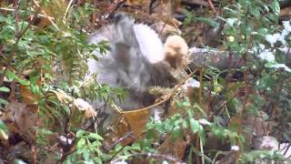 A cute cuddly rabbit being chased by a pine marten [upl. by Atenik]