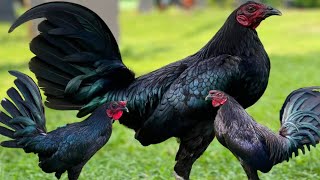 Beautiful Black Hennie gamefowl in the Philippines  jongi tv [upl. by Narton]