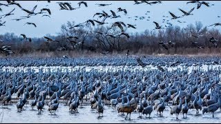 Experience the Sights and Sounds of the Sandhill Cranes [upl. by Litman190]