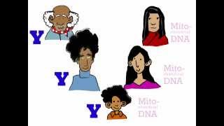 Genetics 101 Part 3 of 5 Where do your genes come from [upl. by Ahsiekan]