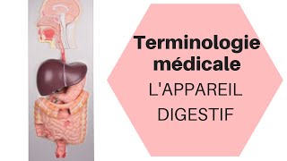 La Terminologie médicale  le système digestif [upl. by Latta185]