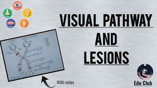 Visual Pathway Physiology and Lesions  Visual Field Defects  Special Senses Physiology [upl. by Sikorski]