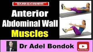 Anterior Abdominal Wall Muscles Dr Adel Bondok Making Anatomy Easy [upl. by Tnert310]