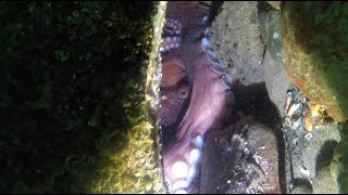 Giant Pacific Octopuses and Wolf Eels of Madrona Point July 28 2024 [upl. by Meghan]