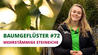 Mehrstämmige Steineiche  Baumgeflüster 72 [upl. by Mariande]