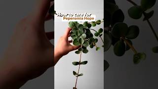 Peperomia Hope Care Tips shorts plantcare plants houseplant plantshorts peperomia [upl. by Eimak759]