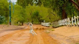 Island of Lemurs Madagascar  quotThe Lemur Dancequot Clip HD [upl. by Mloc858]