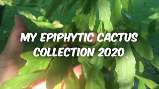 Rhipsalis and other epiphytic cacti 2020 [upl. by Ellinehc]