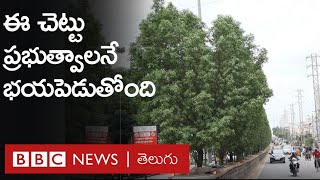 Conocarpus నర్సరీలు పెట్టి పెంచిన ఈ మొక్క ఇప్పుడు ప్రభుత్వాలను ఎందుకు భయపెడుతోంది  BBC Telugu [upl. by Anairuy]