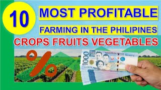 Top 10 Most Profitable Farming Business in the Philippines per Return on Investments  Hectare 2020 [upl. by Lleirbag354]