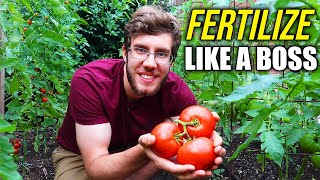 How to Fertilize Tomato Plants for a Dream Harvest [upl. by Messing]