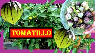 Tomatillo anbauen 🌱🌺 Tomatillos pflanzen umtopfen pflegen ernten 🏵 Mexican Husk und Purple Coban [upl. by Bridges]