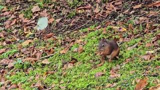 20240913 LJUBLJANA Grajska planota RODENTIA Sciurus vulgaris NAVADNA VEVERICA [upl. by Jeanine334]