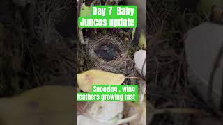 Adorable Junco baby birds day 7 update wing feathers are growing fast West coast bird watcher 4K [upl. by Hillell]